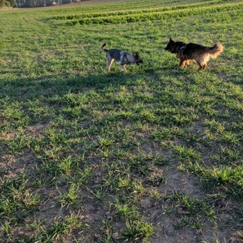 L'Ecole du Chien - Pet Training Near Me - Vaucelles, WHT