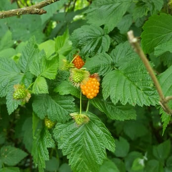 Discovery Park - Raspberry - Parks Near Me - Seattle, Washington