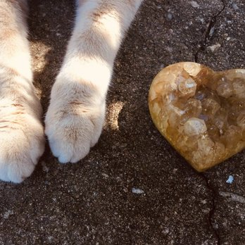 Dandy Lion Cat Specialist - Kitty Love - Pet Training Near Me Dandy Lion Cat Specialist - Kitty Love - Pet Training Near Me