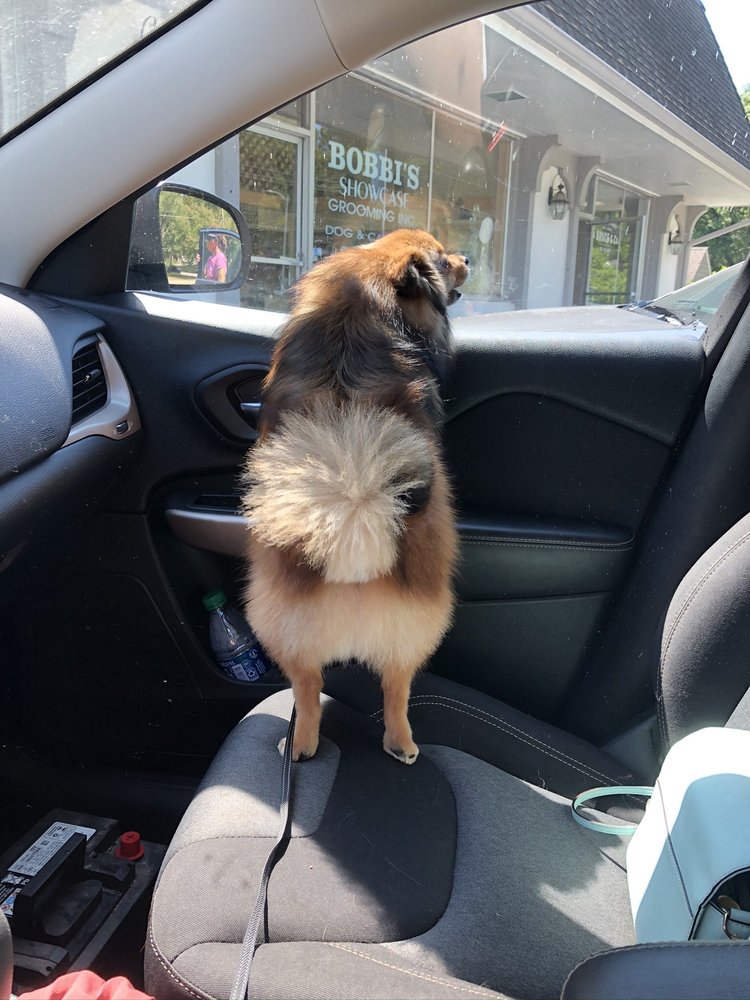 BOBBI’S SHOWCASE GROOMING Updated July 2024 2517 Somerset Dr, Prairie Village, Kansas Pet