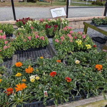 Mitchell's Nursery & Greenhouse - Nurseries & Gardening Near Me - King, North Carolina Mitchell's Nursery & Greenhouse - Nurseries & Gardening Near Me - King, North Carolina