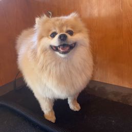 Pomeranian on the drying table