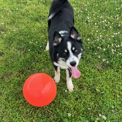 Royal Acres Country Club - Play time!