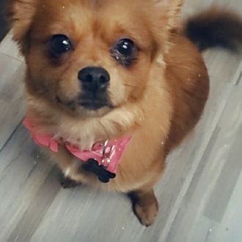 Buds. N' Suds Dog Grooming - Pet Groomers Near Me - Chicago, Illinois