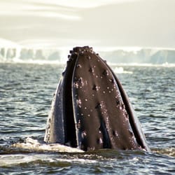 ExpeditionTrips - Humpback Whale in Antarctica
