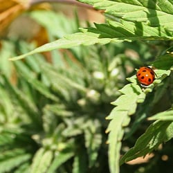 L'Hempirico
