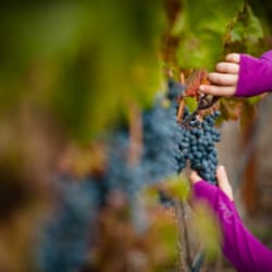 Agate Ridge Vineyard