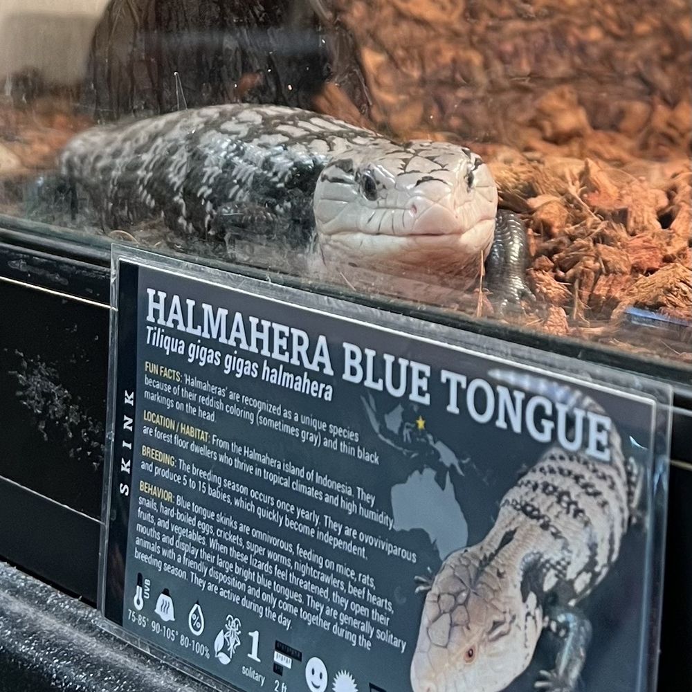 Pet Planet - Pet Planet at 272 S. Decatur Blvd 10/21/2023 Blue tongue skink - Pet Stores Near Me - Las Vegas, Nevada Pet Planet - Pet Planet at 272 S. Decatur Blvd 10/21/2023 Blue tongue skink - Pet Stores Near Me - Las Vegas, Nevada