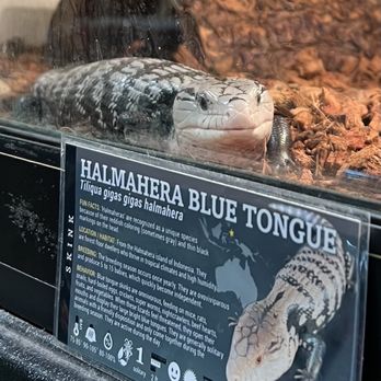 Pet Planet - Pet Planet at 272 S. Decatur Blvd 10/21/2023 Blue tongue skink - Pet Stores Near Me - Las Vegas, Nevada