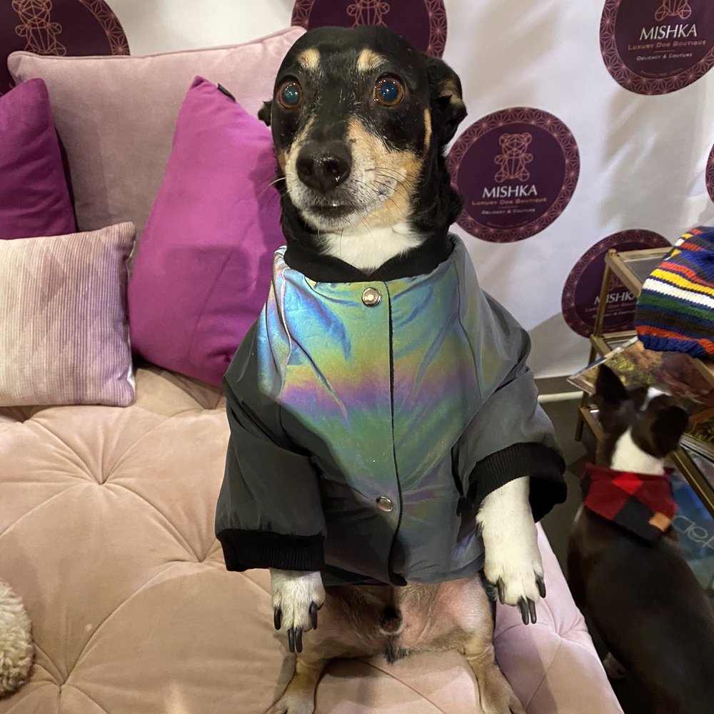Mishka - Lucky in his Mishka winter jacket. - Pet Stores Near Me - San Francisco, California Mishka - Lucky in his Mishka winter jacket. - Pet Stores Near Me - San Francisco, California