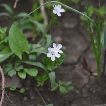 Strawtown Koteewi Park - More flowers - Parks Near Me - Noblesville, Indiana