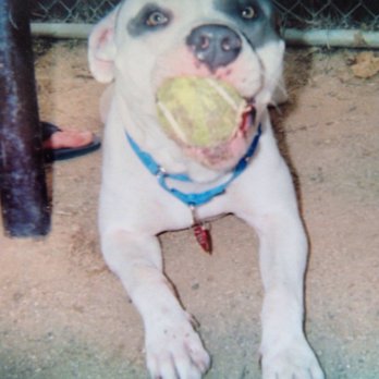 Pet Home Euthanasia Service - Pet Cremation Services Near Me