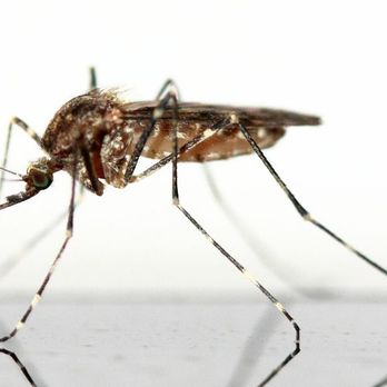 Craig's Pest Service - All Natural Mosquito service. Take back your yard - Pest Control Near Me - Clearfield, Utah Craig's Pest Service - All Natural Mosquito service. Take back your yard - Pest Control Near Me - Clearfield, Utah