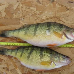 Lake Fish Company - Nice Fish