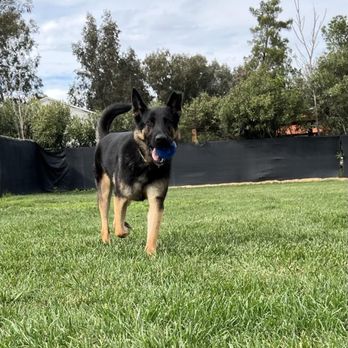 Leashless Dog Training - Playtime at Day Care. - Pet Boarding Near Me - Menifee, California Leashless Dog Training - Playtime at Day Care. - Pet Boarding Near Me - Menifee, California