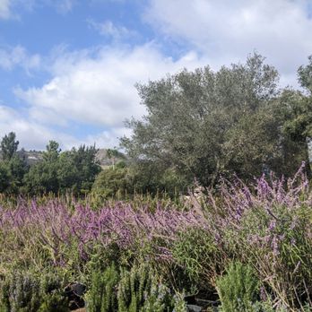 Javier Flowers & Garden - Florists Near Me - San Marcos, California