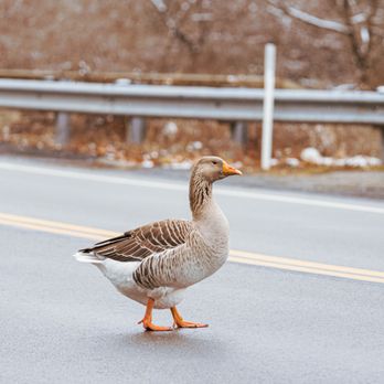 Round Hill Park - Greylag Goose - Parks Near Me - Elizabeth, Pennsylvania Round Hill Park - Greylag Goose - Parks Near Me - Elizabeth, Pennsylvania