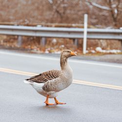 Round Hill Park - Greylag Goose