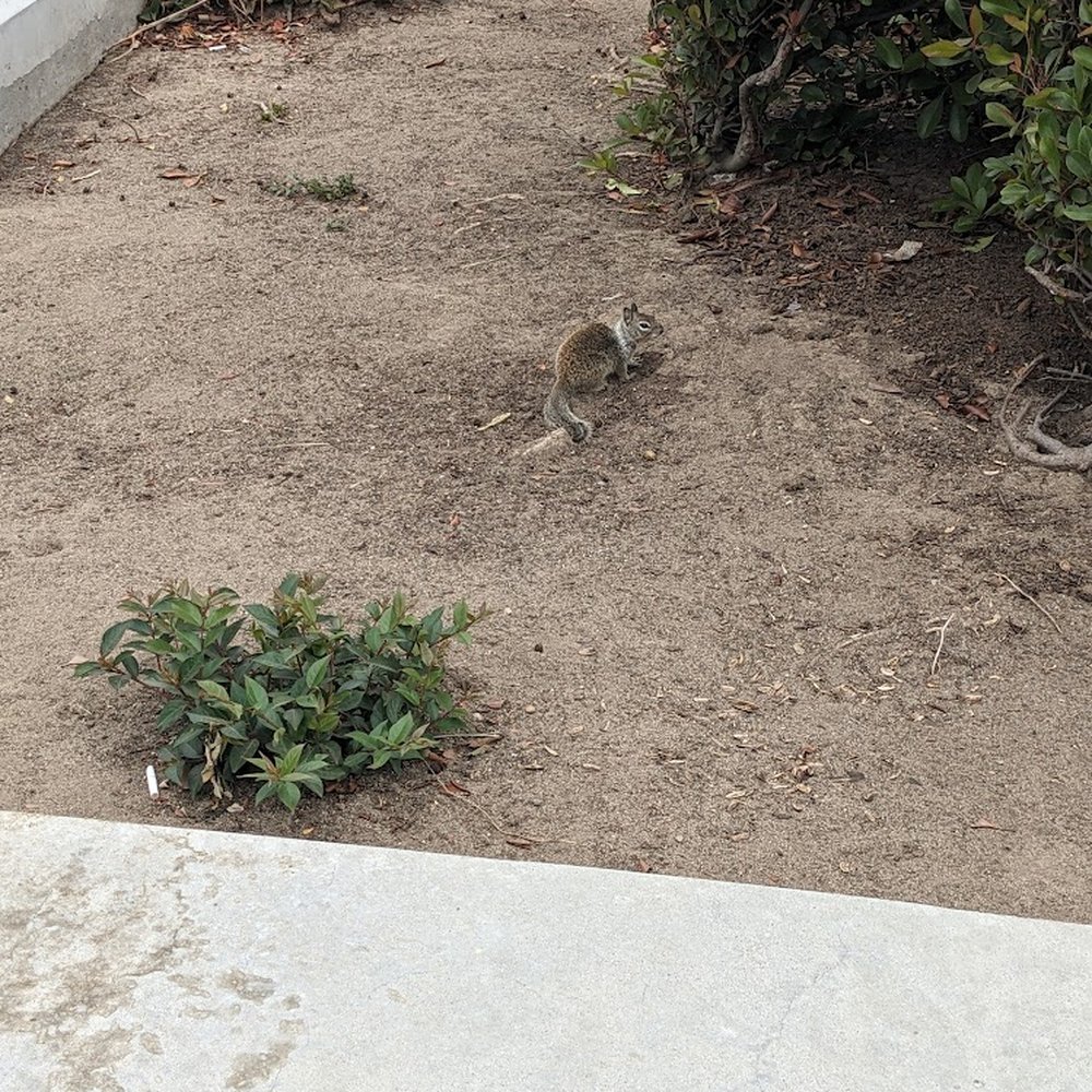 Aliso Creek Rest Area - Cute wildlife! - Rest Stops Near Me - Oceanside, California Aliso Creek Rest Area - Cute wildlife! - Rest Stops Near Me - Oceanside, California