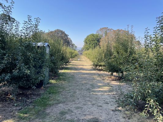 Bells Orchard by null