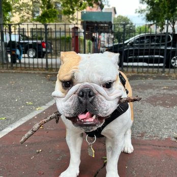 Williamsburg Dog Walking - Bagel 2 - Dog Walkers Near Me - Brooklyn, New York