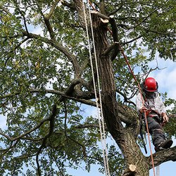The Lone Star Tree Czar