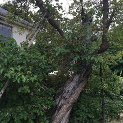 The Home of Charles Darwin - Mulberry tree, original to when Darwin lived here. It's nearing the end of life; cuttings have been taken & replacement trees being grown!