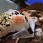 Photo of Rice & Nori