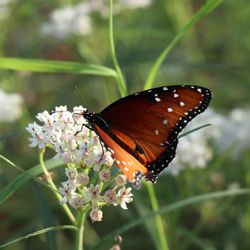 Monarch Butterfly - we are a designated Monarch Waystation with butterfly gardens thanks mostly to plants donated by Desert Botanical Garden