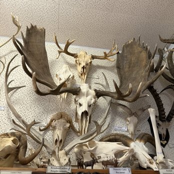 The Skullatorium: Skull Museum & Oddities Parlor - Moose skull - Museums Near Me - Jerome, Arizona The Skullatorium: Skull Museum & Oddities Parlor - Moose skull - Museums Near Me - Jerome, Arizona