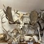 The Skullatorium: Skull Museum & Oddities Parlor