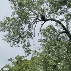 Green Heron Bed and Breakfast - Bald eagle sighting!