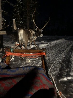 Kakslauttanen Arctic Resort East Village by null