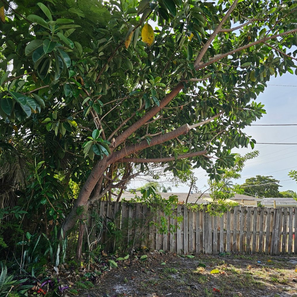 Randy Small Landscape - Tree Services Near Me - Pompano Beach, Florida