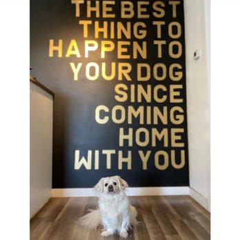 Dogs Around Austin - Pet Photography Near Me - Austin, Texas