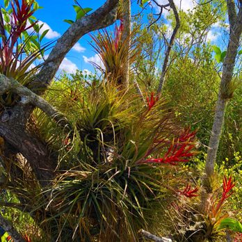 Anhinga Trail - Hiking Near Me - Homestead, Florida Anhinga Trail - Hiking Near Me - Homestead, Florida