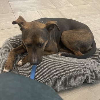 VEG ER for Pets - They have several clean beds in the waiting room as well to make sure they're comfy. - Emergency Pet Hospital Near Me - Fort Worth, Texas VEG ER for Pets - They have several clean beds in the waiting room as well to make sure they're comfy. - Emergency Pet Hospital Near Me - Fort Worth, Texas