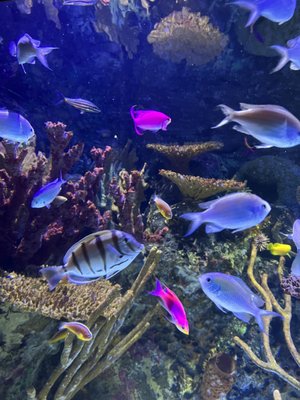 Shreveport Aquarium by null