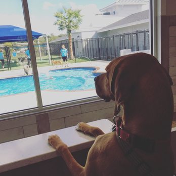 Pet Paradise Wesley Chapel - He could not wait any longer and had to check it out for himself - Pet Groomers Near Me - Wesley Chapel, Florida