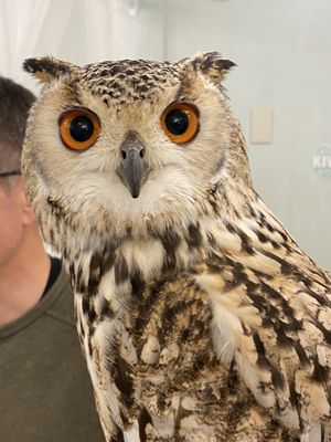 Owl Cafe Tokyo by null