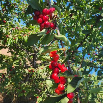 Alpine Blue Farms - Pick Your Own Farms Near Me - Stockton, California Alpine Blue Farms - Pick Your Own Farms Near Me - Stockton, California
