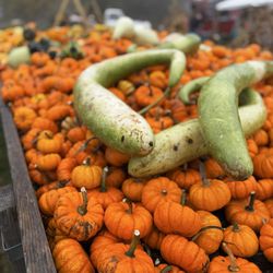 Lapsley Orchards