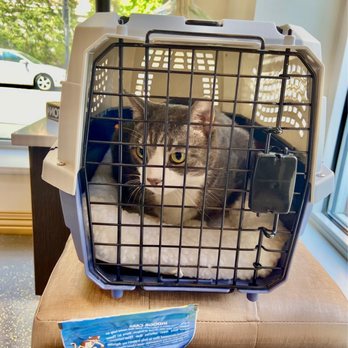 Vetique - Spartacus ready for his first appointment! 5/23 - Veterinarians Near Me - Chicago, Illinois