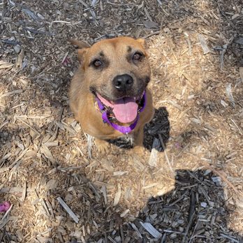 Britta's Animal Training - Dog - Pet Training Near Me