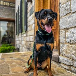 Ridgeside K9