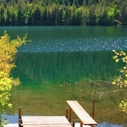 Cedar Spring Trout Fishing
