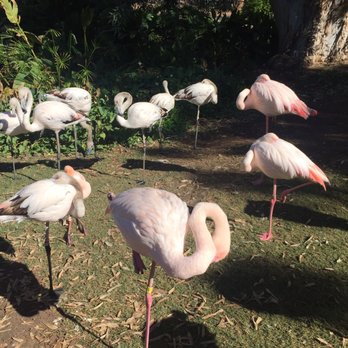 Phoenix Zoo - Flamingoes - Zoos Near Me - Phoenix, Arizona Phoenix Zoo - Flamingoes - Zoos Near Me - Phoenix, Arizona