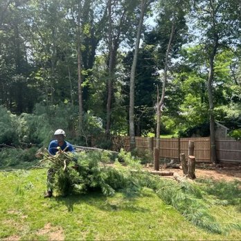 VIP Trees Services - Tree Services Near Me