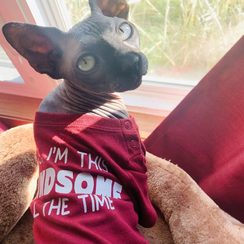 Winston the sphynx Winston the sphynx