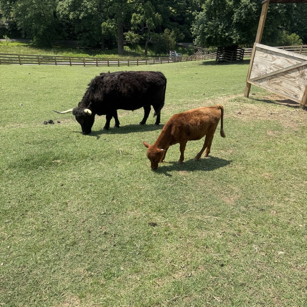 Maymont - Mama and baby cow! - Parks Near Me - Richmond, Virginia Maymont - Mama and baby cow! - Parks Near Me - Richmond, Virginia